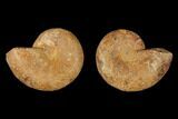 3.2" Cut & Polished Agatized Ammonite Fossil (Pair)- Jurassic - #131713-1